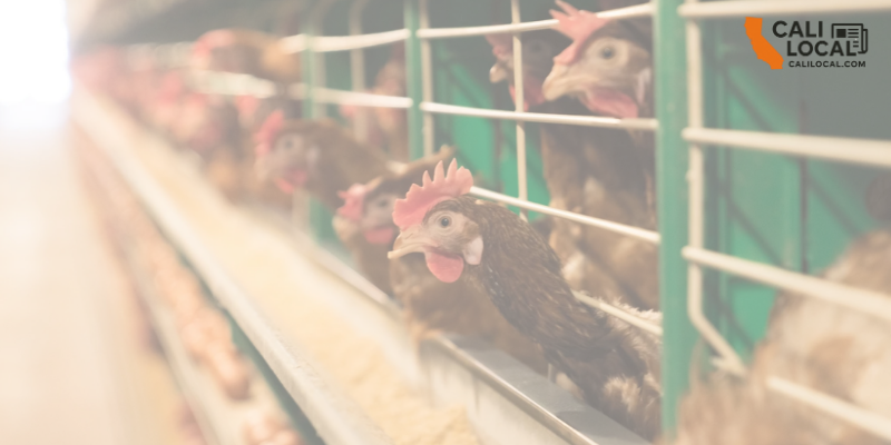 U.S. Cancels Bird Flu Vaccine Program Amid H5N1 Concerns